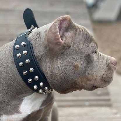 Picture of Bestia Rocky Dog Collar